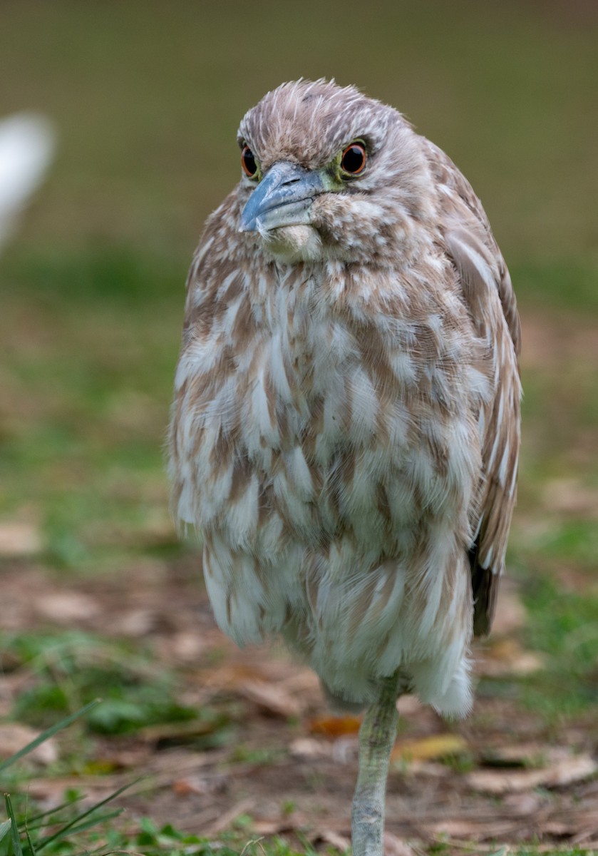 Black-crowned Night Heron - Brett Banditelli