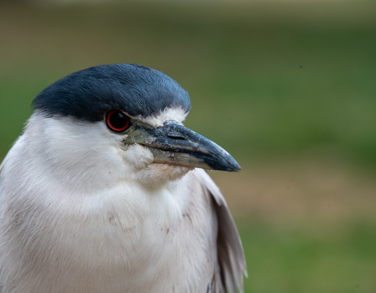 Black-crowned Night Heron - Brett Banditelli