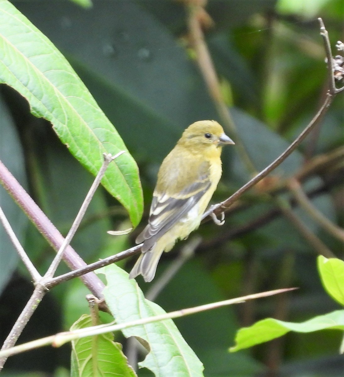 Lesser Goldfinch - Albeiro Erazo Farfán