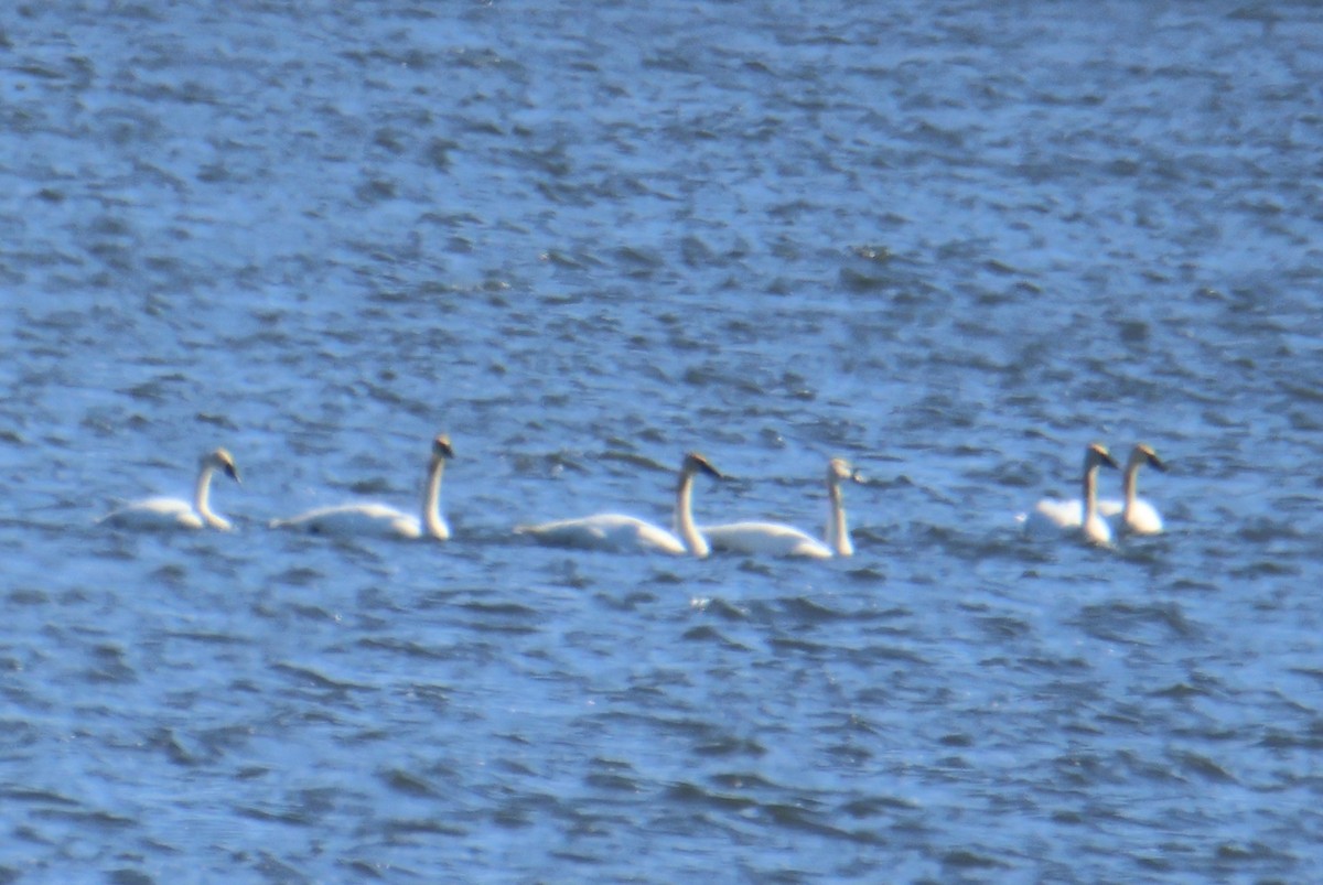 Trumpeter Swan - ML547380571