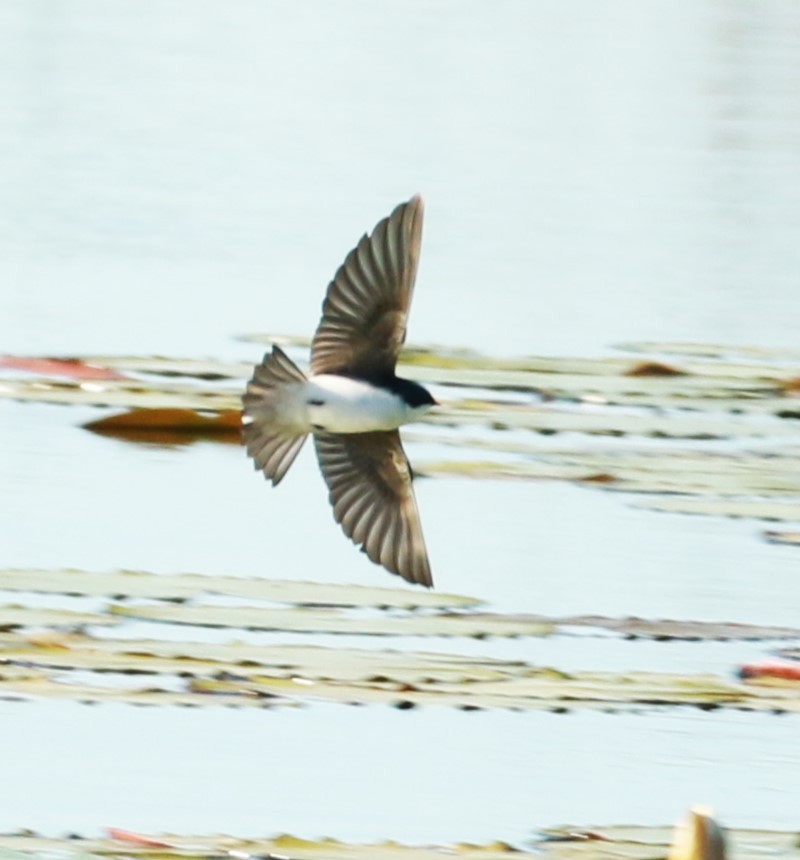 Tree Swallow - ML547380831