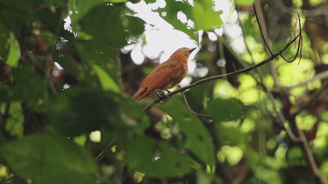 Rufous Piha - ML547380951