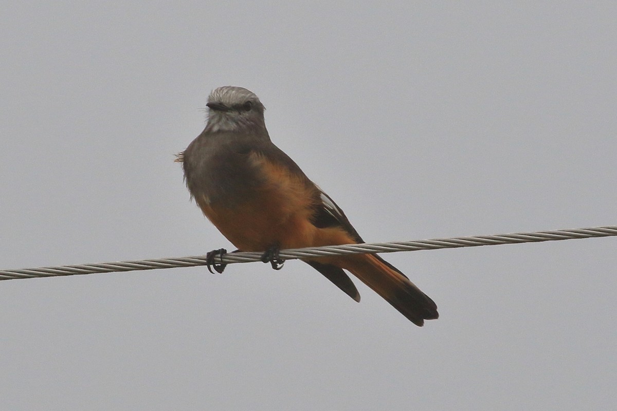 Red-rumped Bush-Tyrant - ML547381491