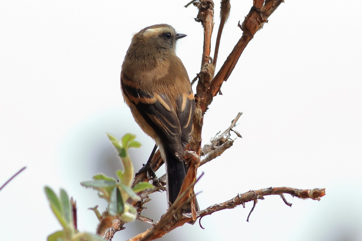 Brown-backed Chat-Tyrant - ML547381821