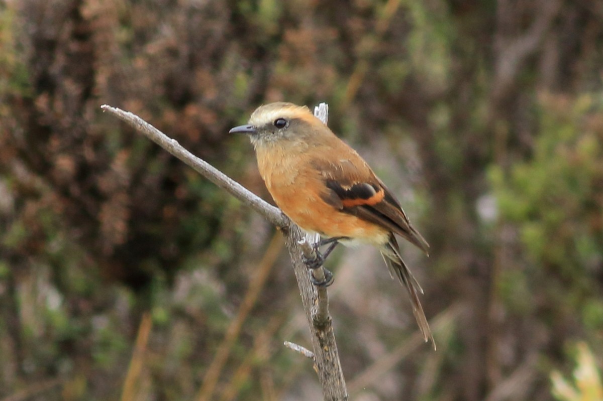 Brown-backed Chat-Tyrant - ML547381861