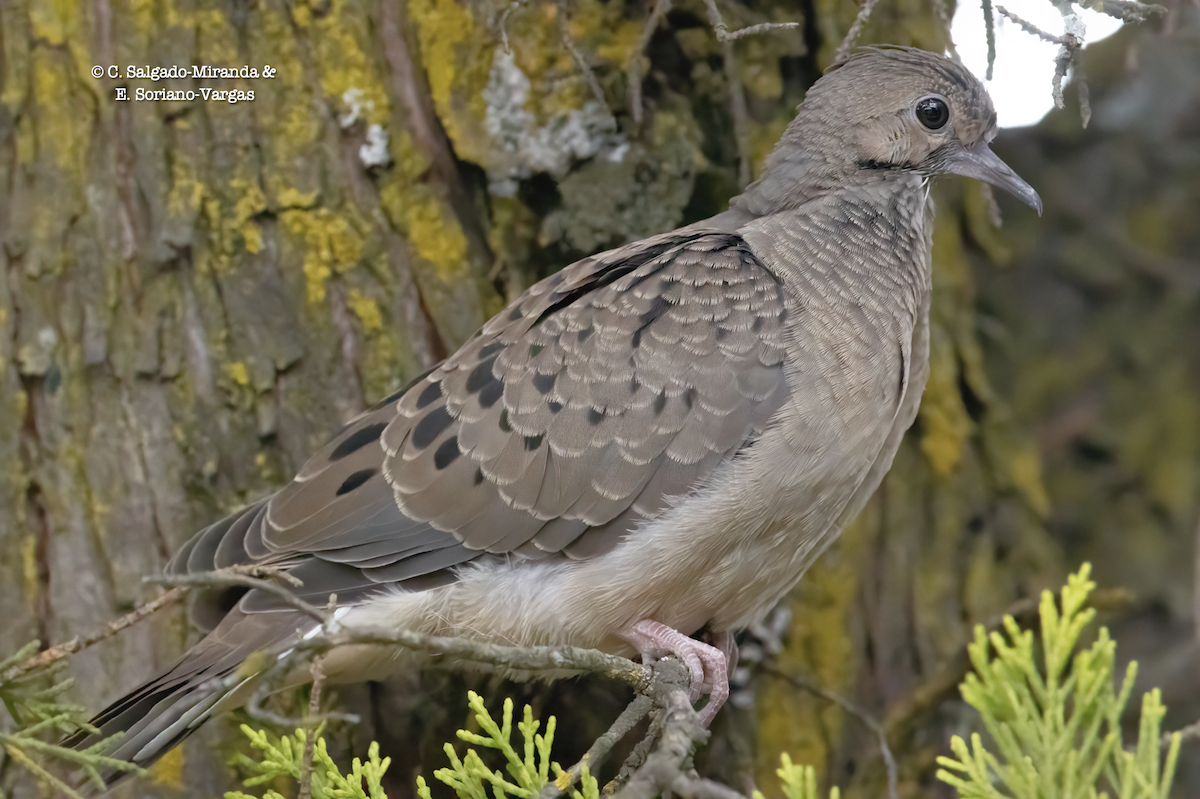 Mourning Dove - ML547383371