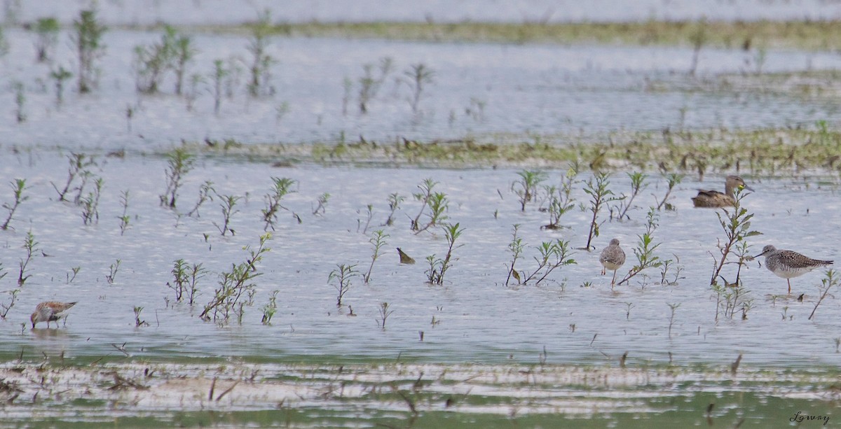 Dunlin - ML54738341