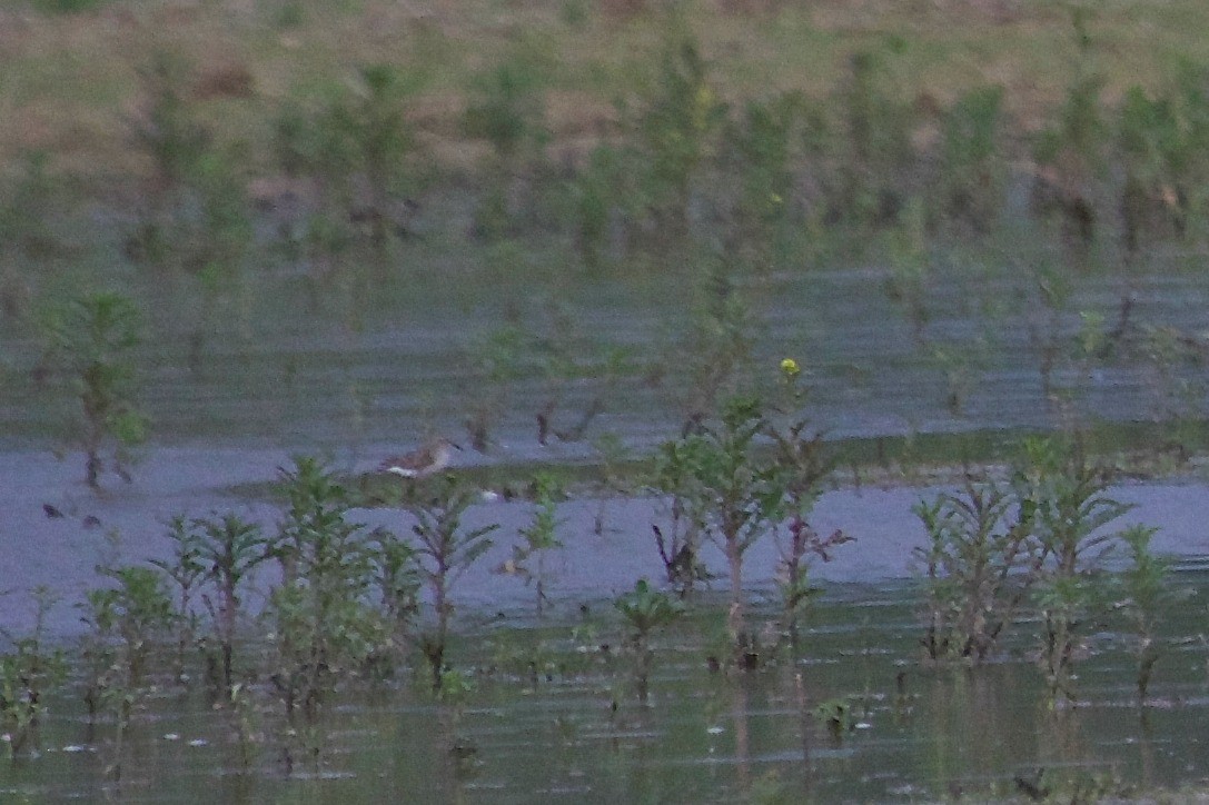 pygmésnipe - ML54738351