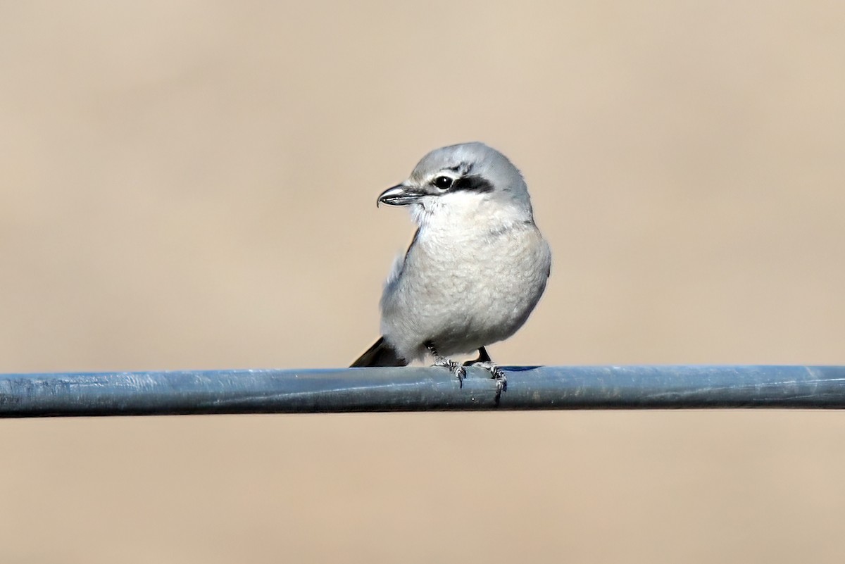 Northern Shrike - ML547383631