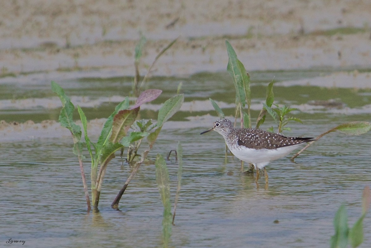 Solitary Sandpiper - Brian Lowry