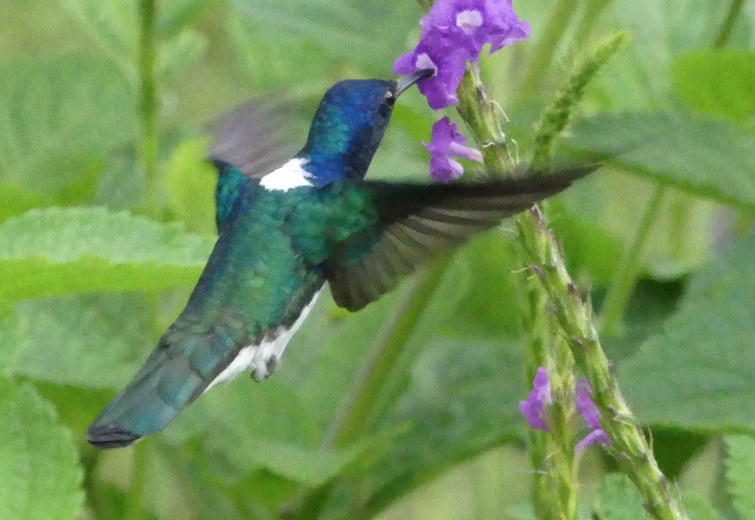 Colibrí Nuquiblanco - ML54738401