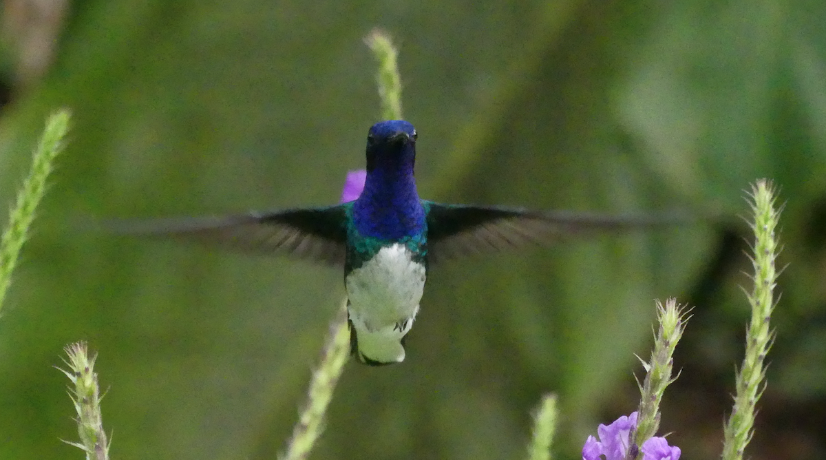 Colibrí Nuquiblanco - ML54738411