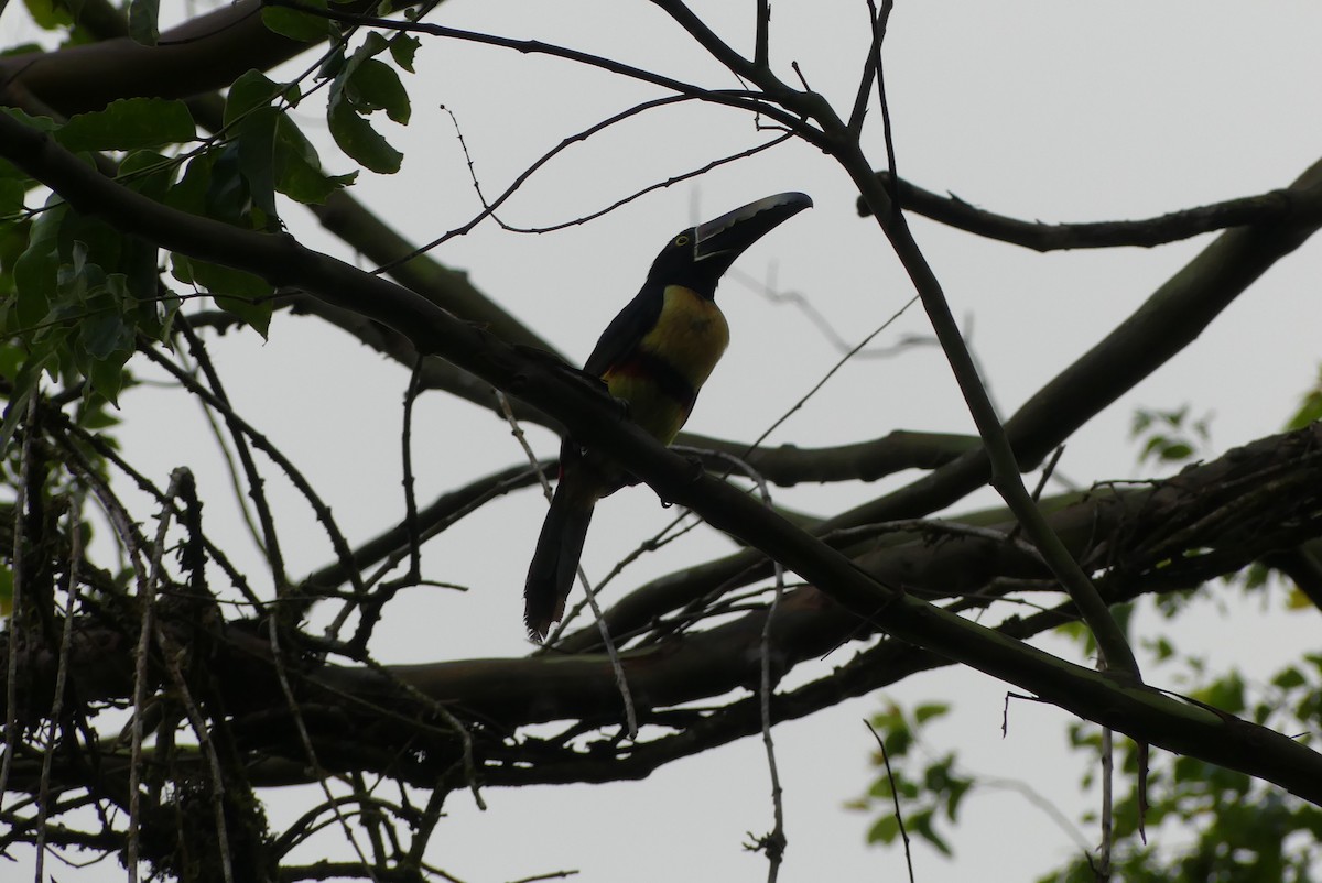 Collared Aracari - Jeff Victor