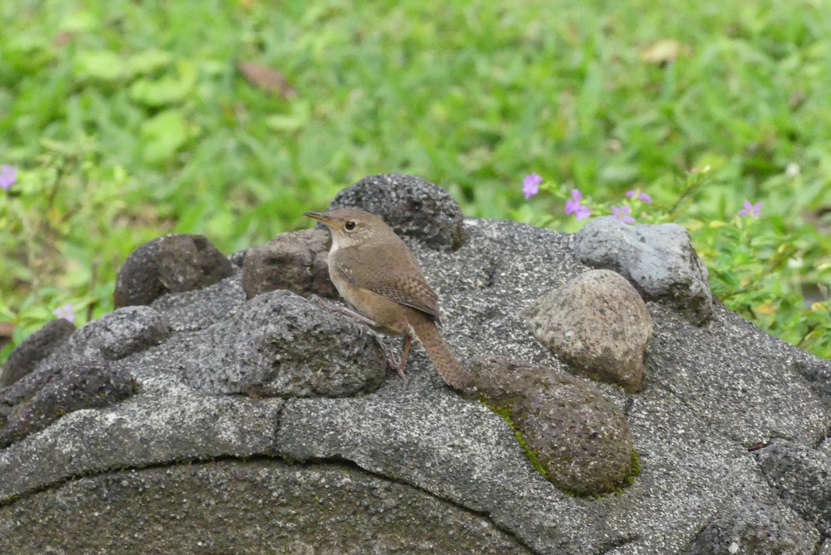 Chochín Criollo - ML54738481