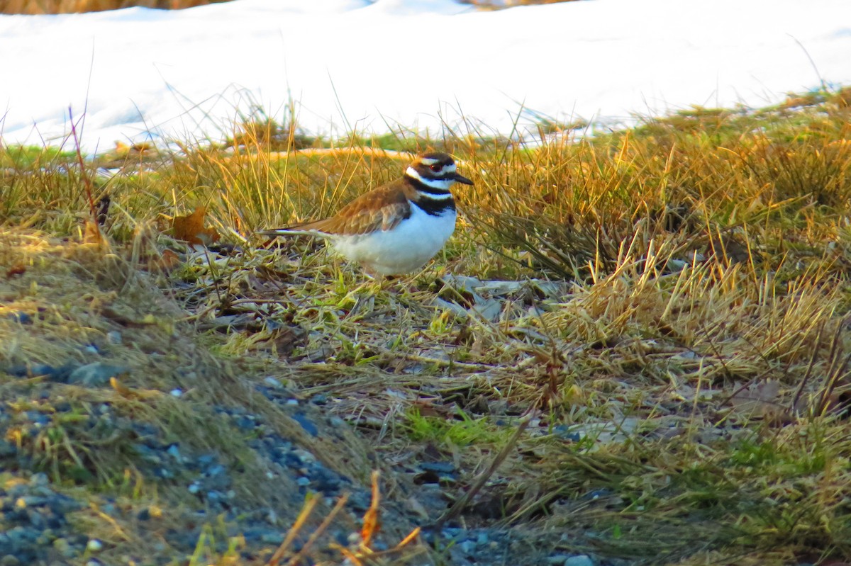 Kildir txirritxoa - ML547384831