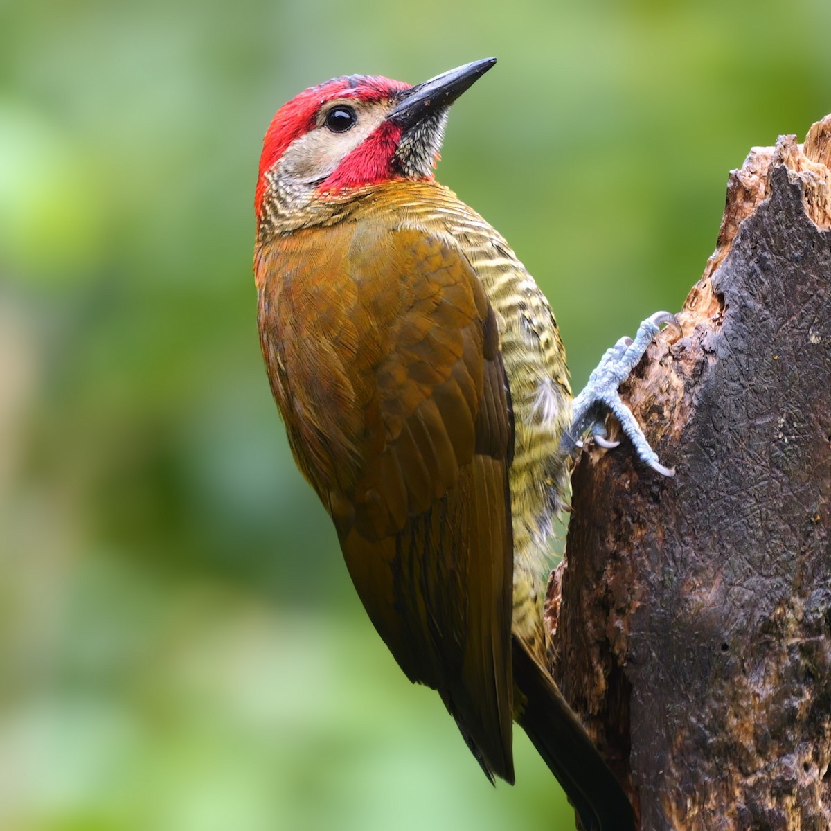 Golden-olive Woodpecker - ML547385011