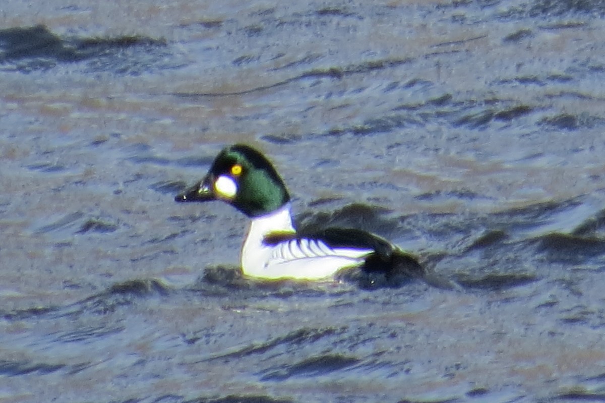 Murgilari urrebegia - ML547385111