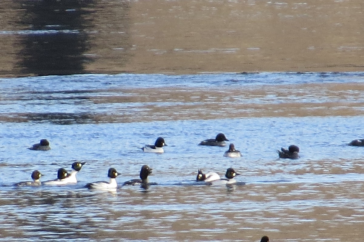 Murgilari urrebegia - ML547385121