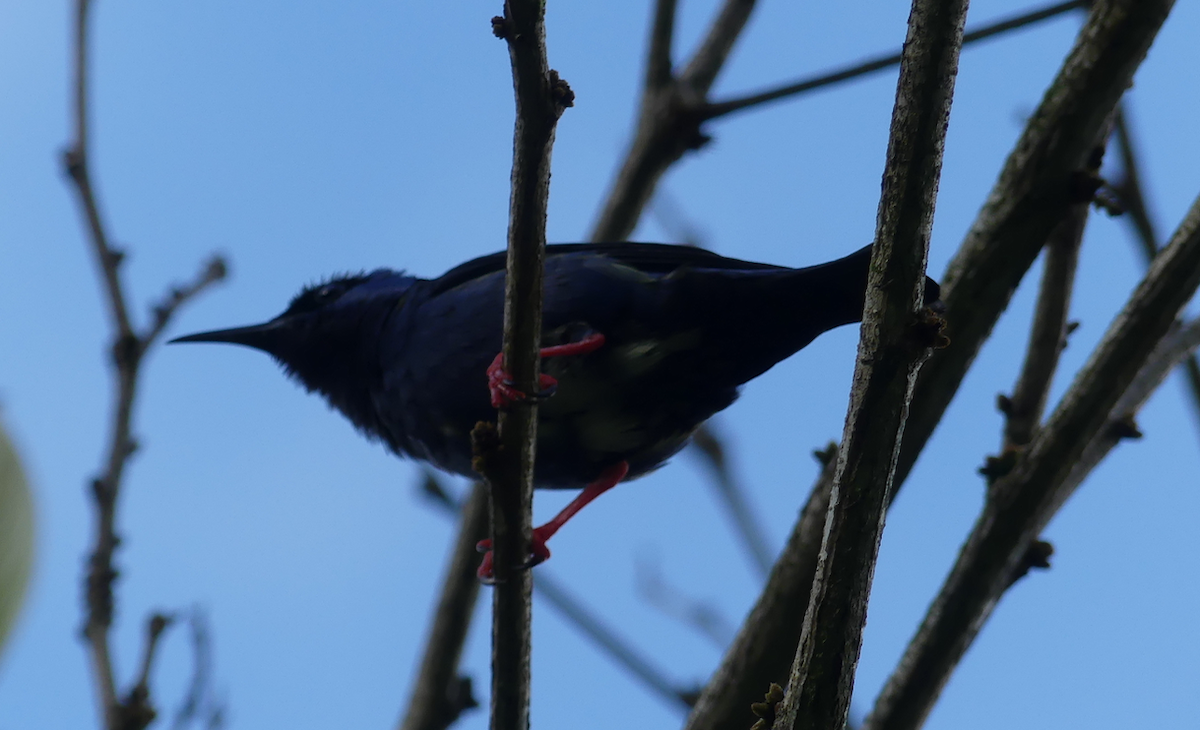 Red-legged Honeycreeper - ML54738541