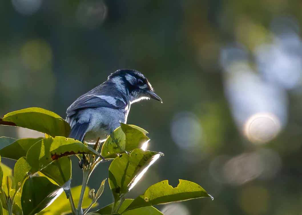 White-eared Monarch - ML547385581