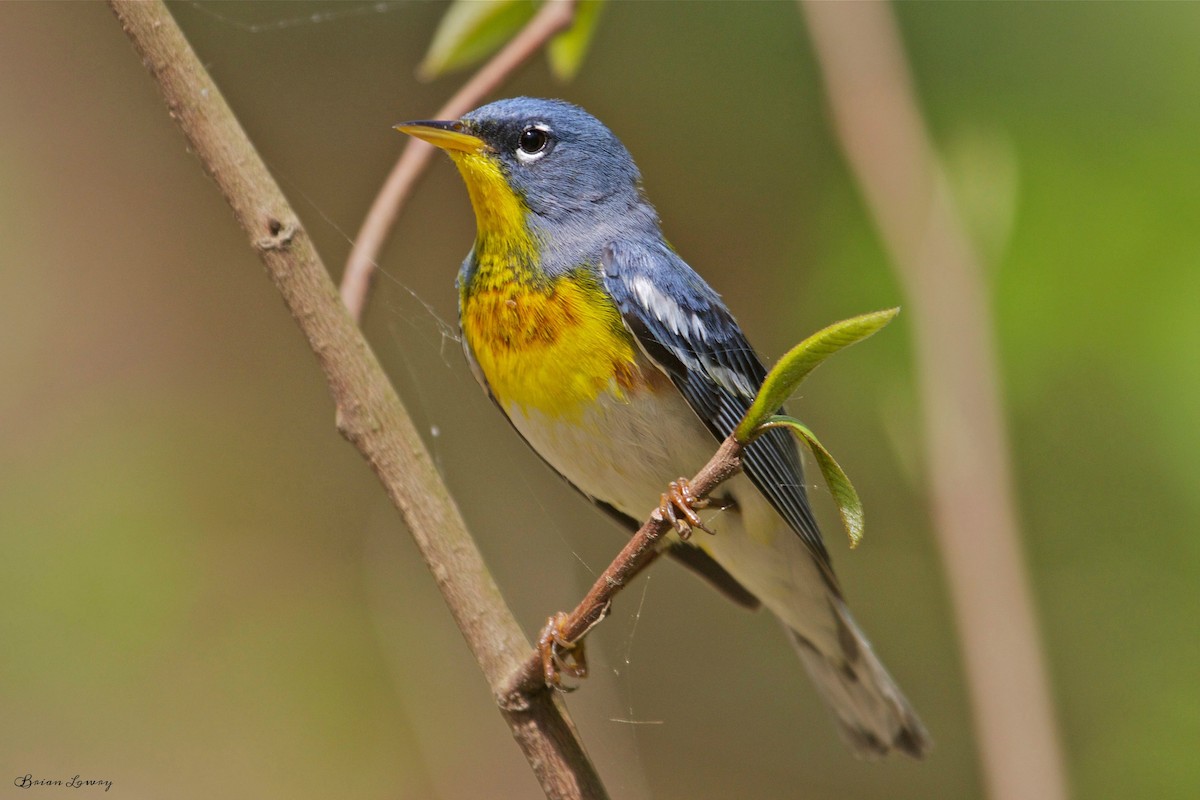 Northern Parula - ML54738661