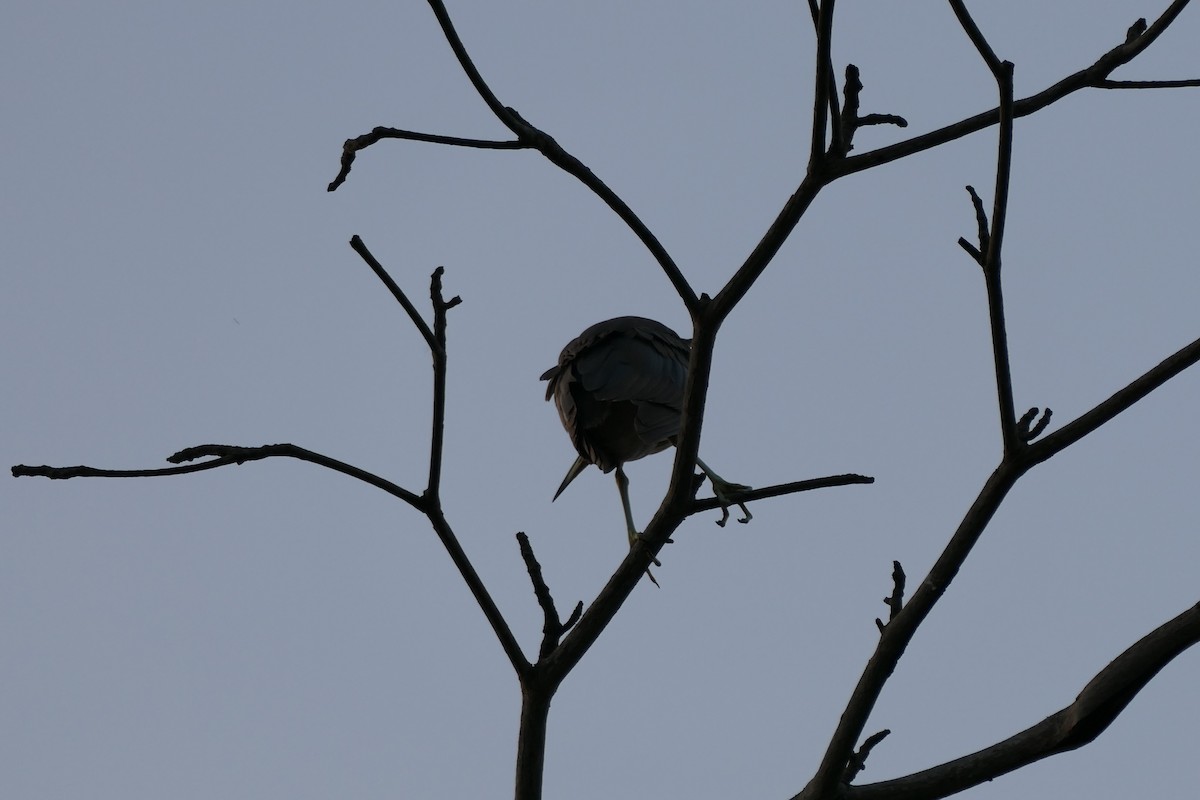 Black-crowned Night Heron - ML547386691