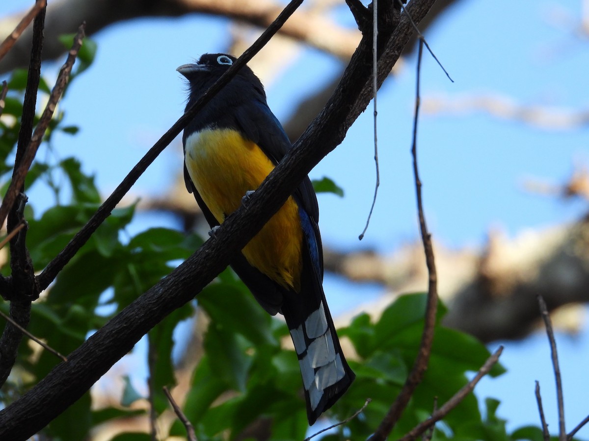 Trogon à tête noire - ML547386711