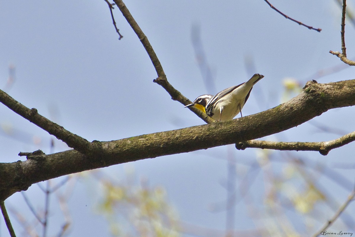 Yellow-throated Warbler - ML54738711