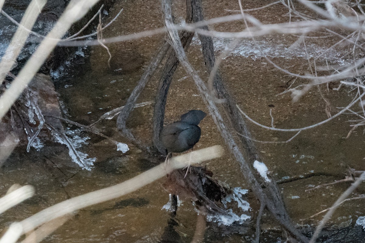 American Dipper - T. Jay Adams