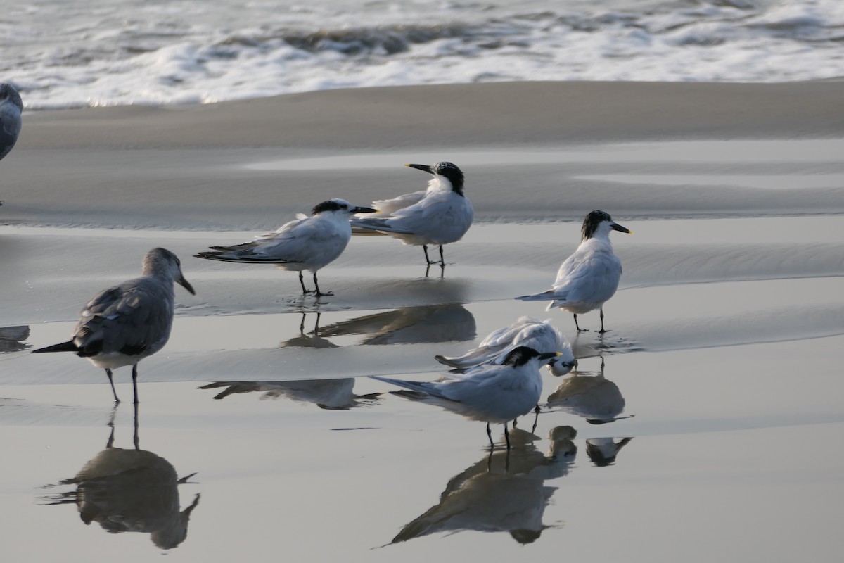 Sandwich Tern - ML547388111