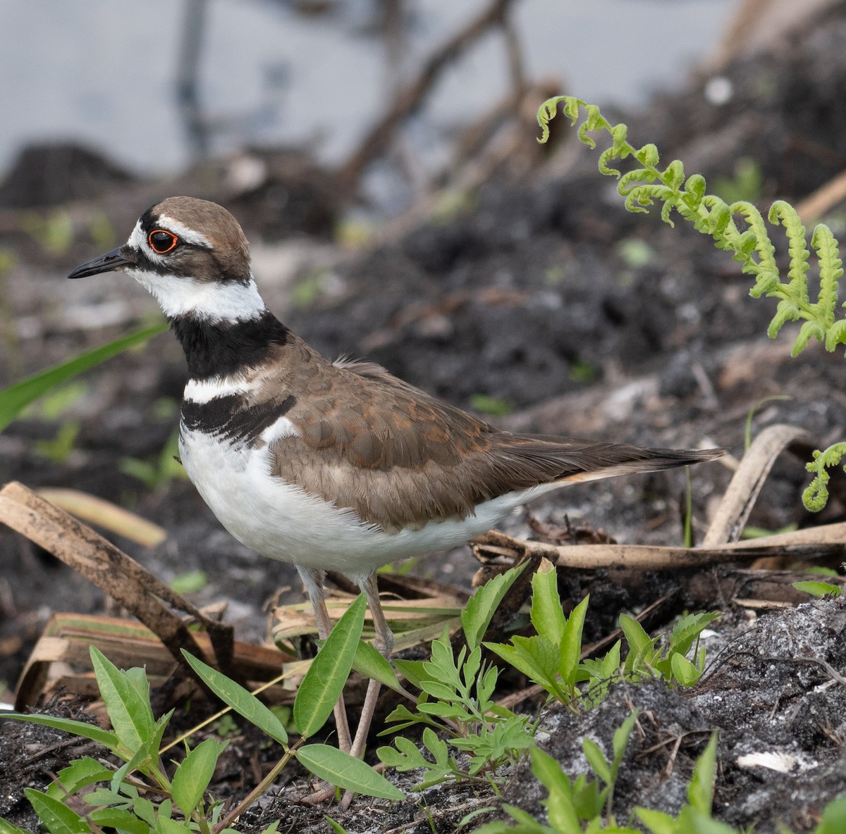 Killdeer - ML547388721