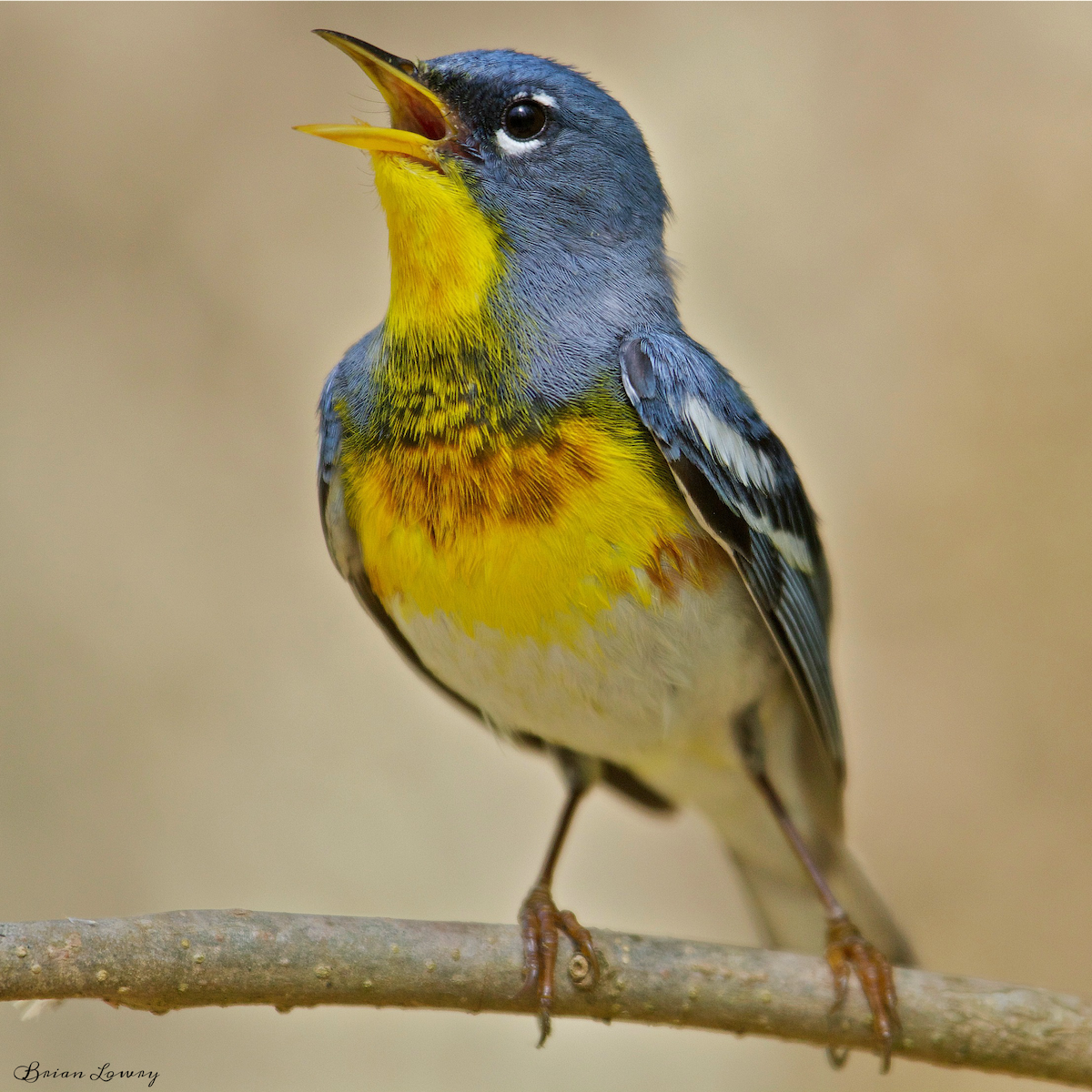 Northern Parula - ML54738971
