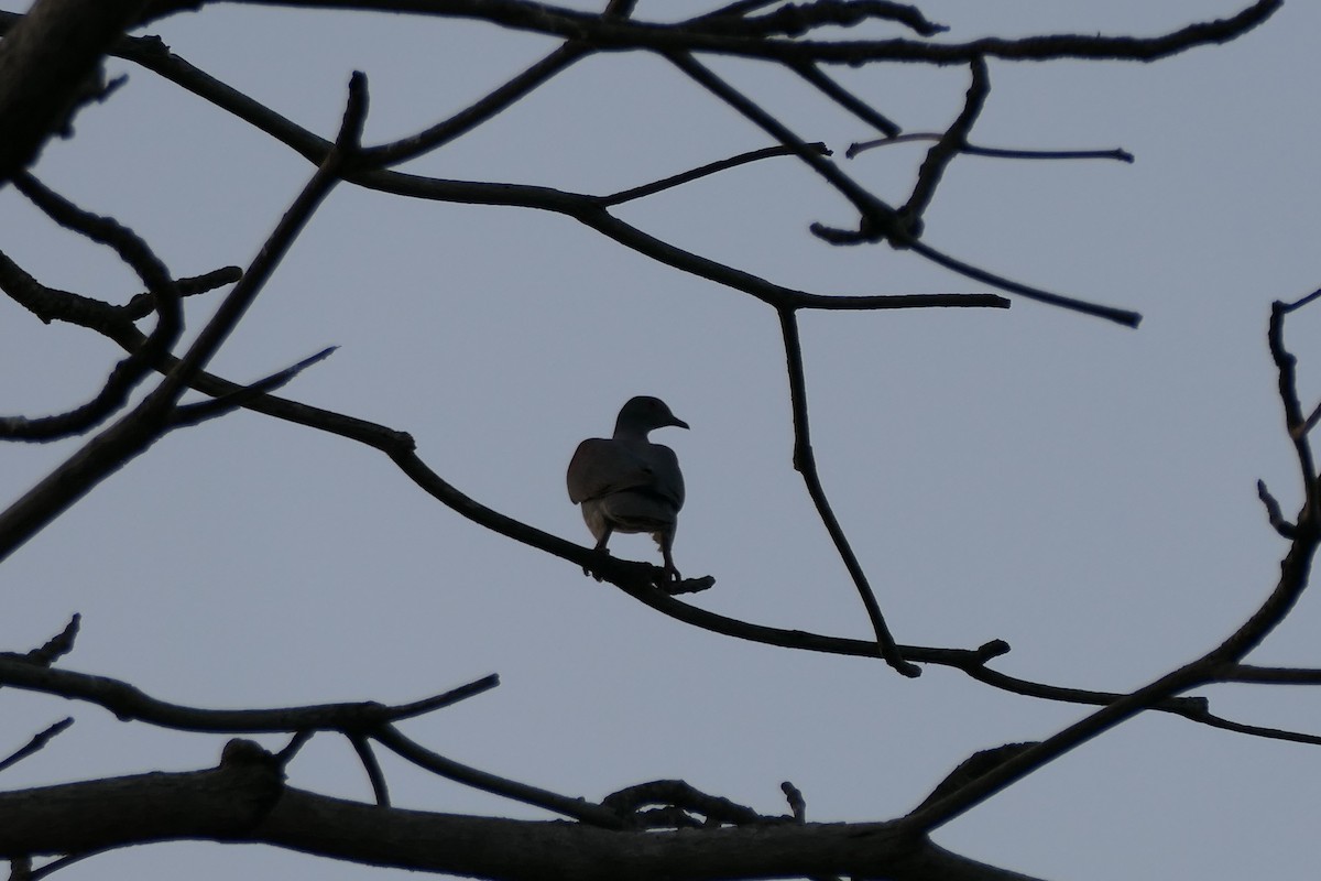 Pale-vented Pigeon - ML547390401