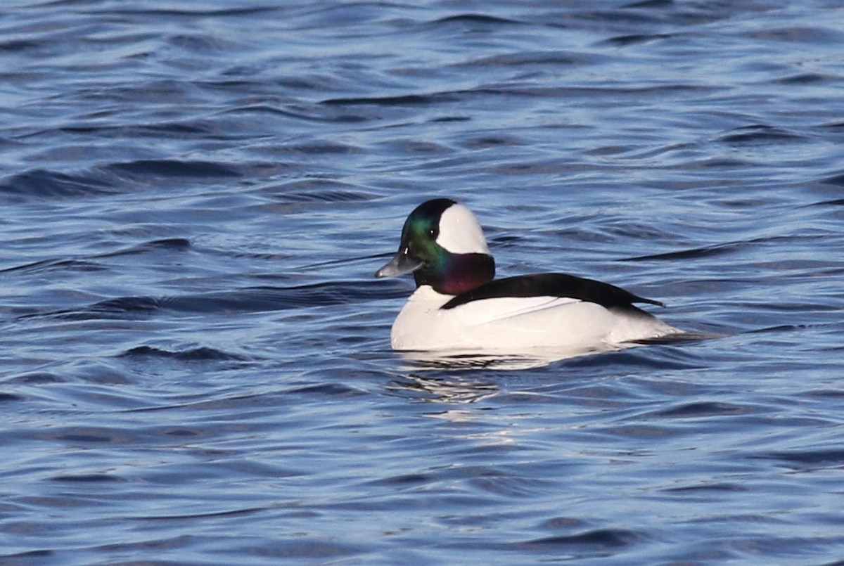 Bufflehead - ML54739061