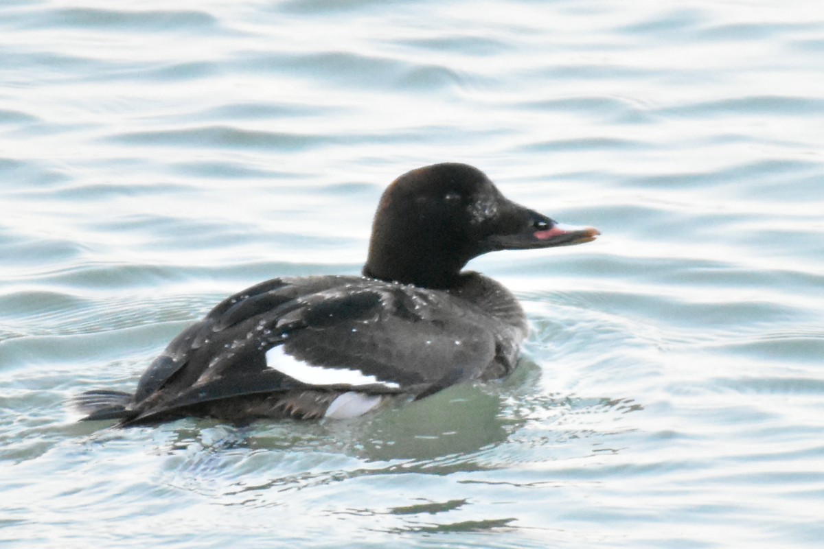 White-winged Scoter - ML547391291