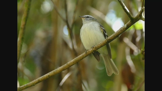 Tyranneau à sourcils blancs - ML547392071