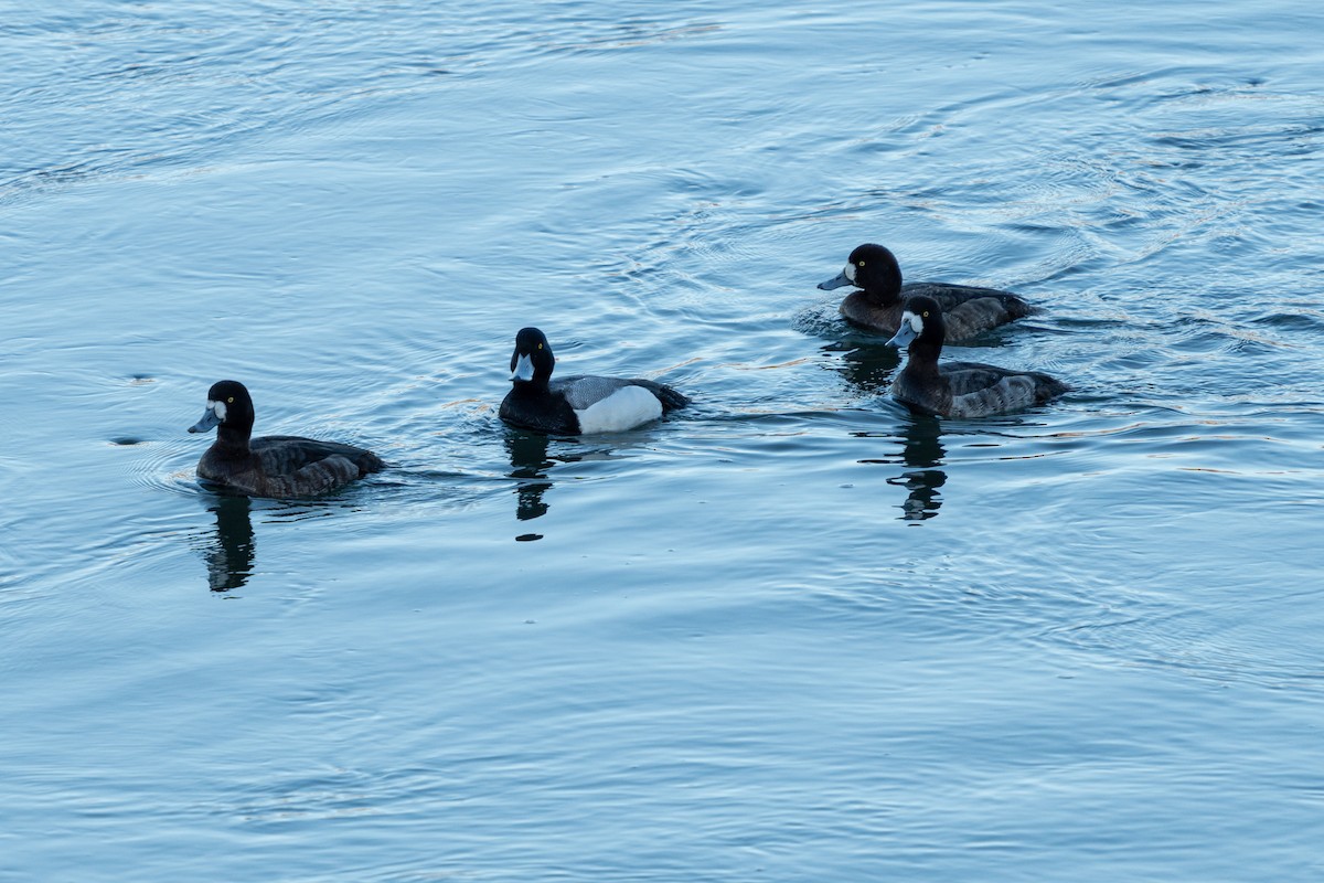 Greater Scaup - ML547393741