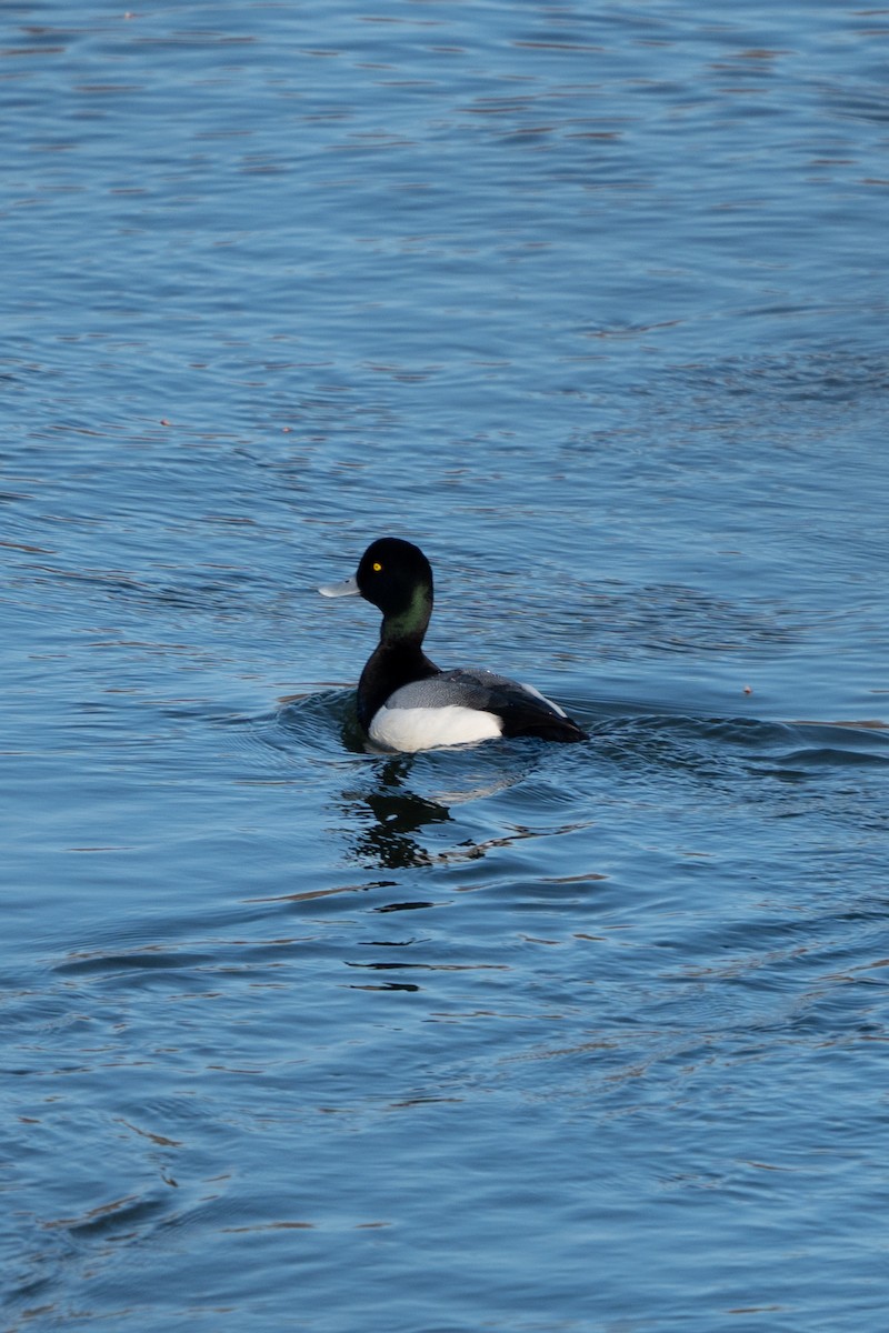 Greater Scaup - ML547393761