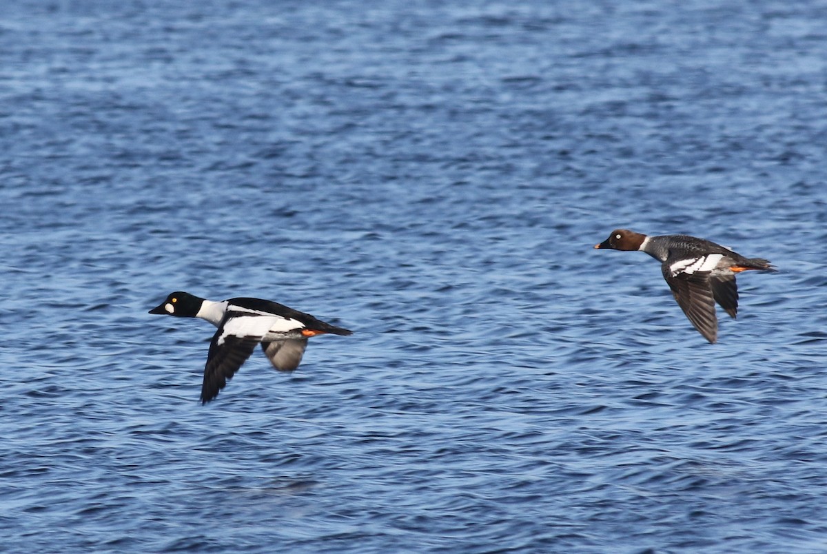 Common Goldeneye - ML54739521