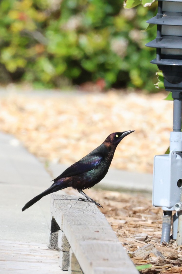 Common Grackle - ML547395431