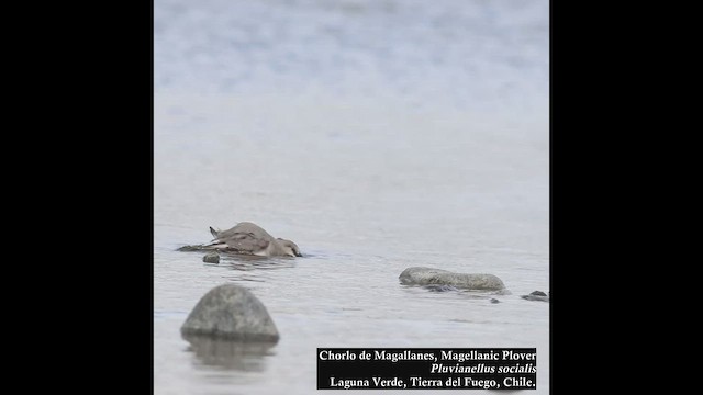 Magellanic Plover - ML547396011