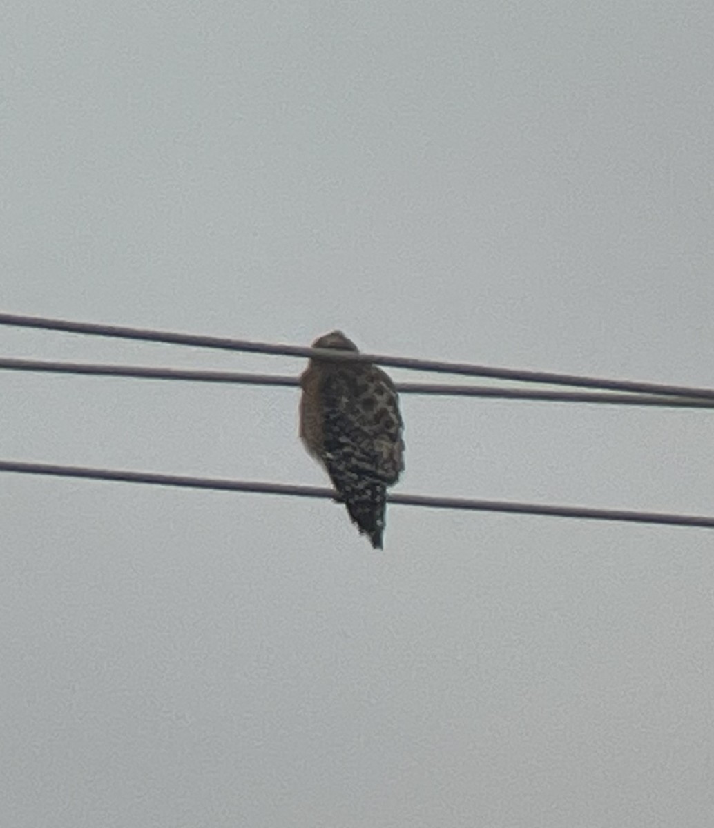 Red-shouldered Hawk - ML547397891