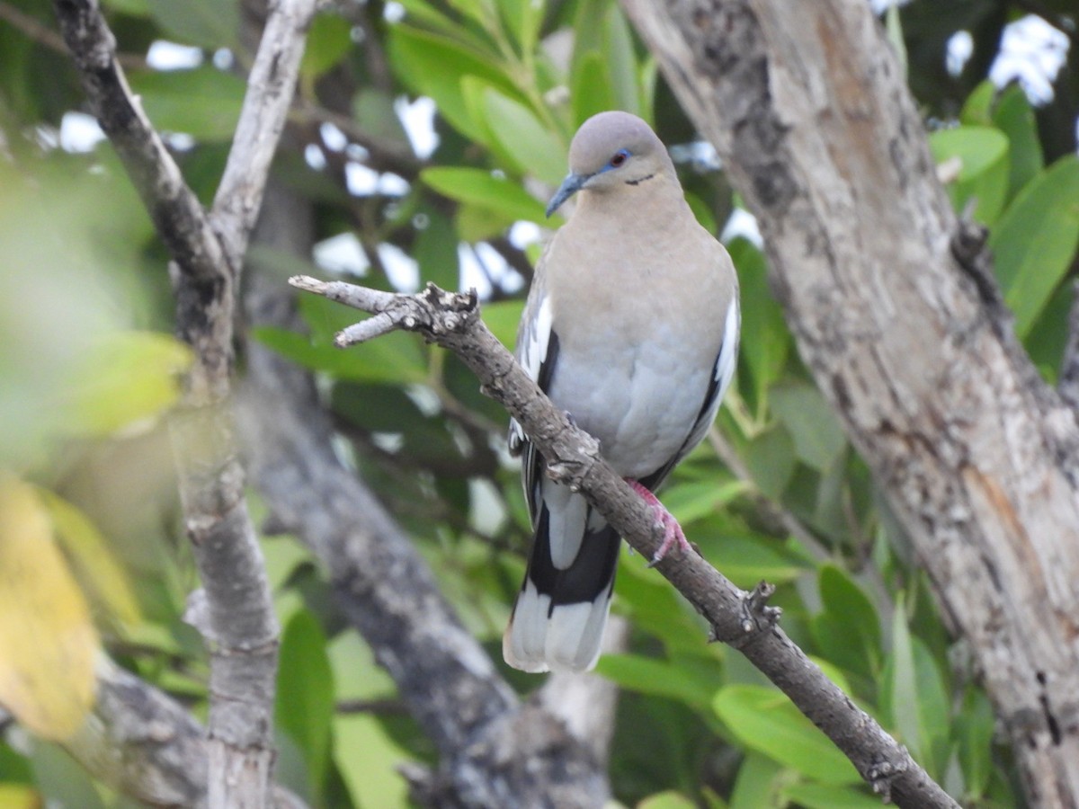 White-winged Dove - ML547398311