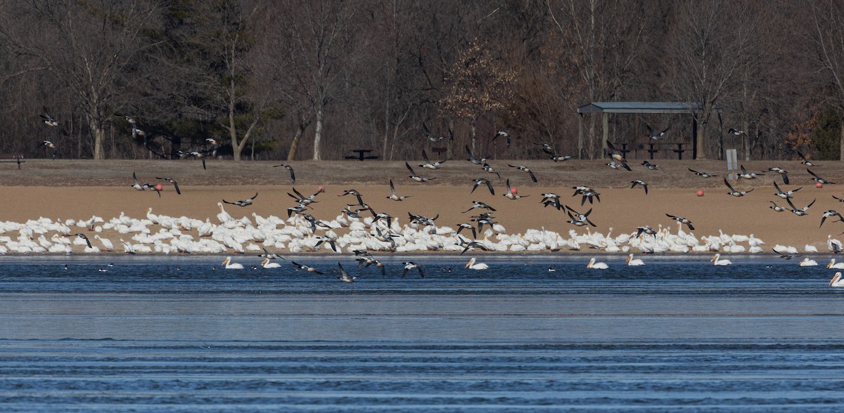 Common Merganser - ML547398361