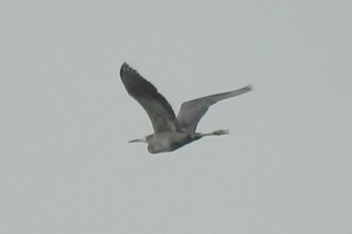 Reddish Egret - ML54739861