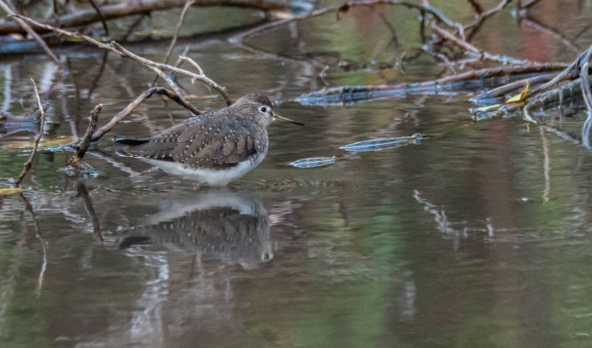 Solitary Sandpiper - ML547399621