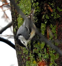 White-breasted Nuthatch - ML54740021