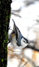 White-breasted Nuthatch - ML54740031