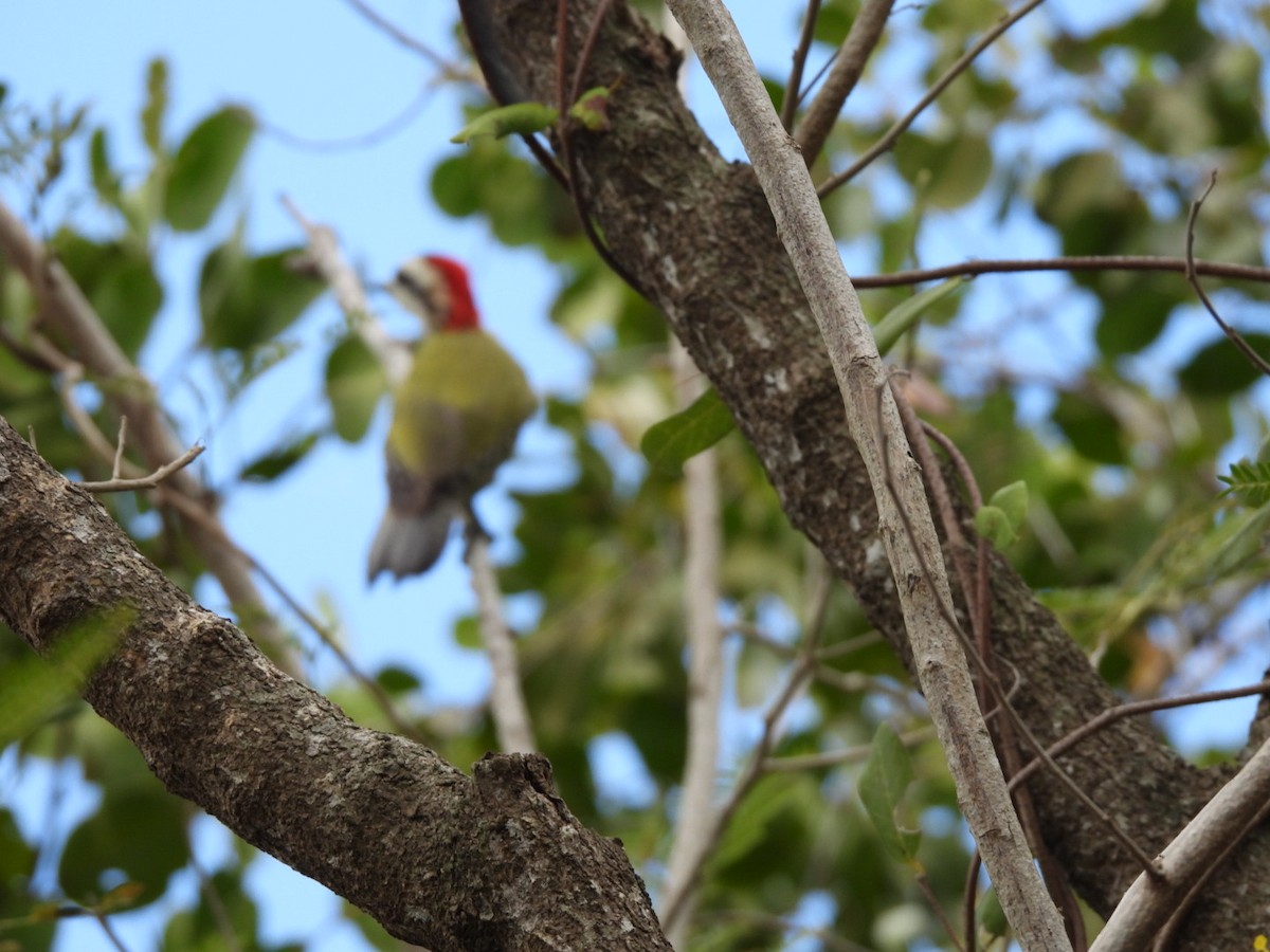 Cuban Green Woodpecker - william gray