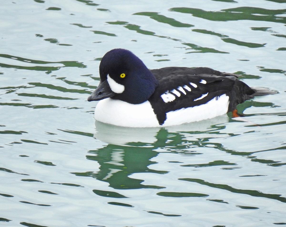 Barrow's Goldeneye - ML547401001